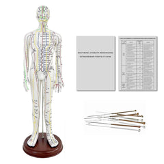 KDJFS 1/3 life-size acupuncture model front view for point location practice.