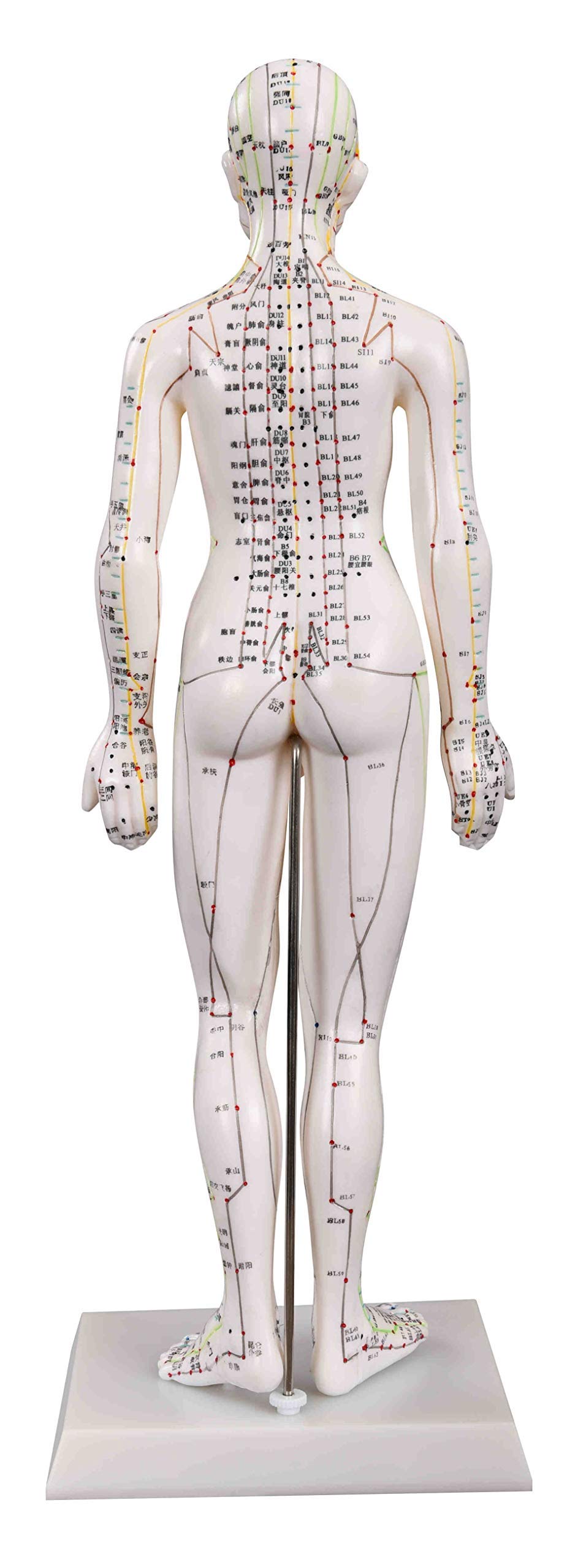 KS Acupuncture Model plastic base option offers quick setup.