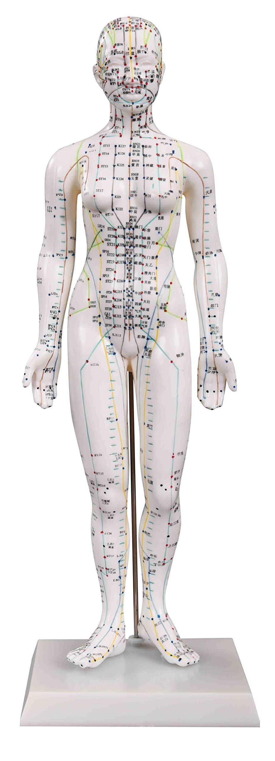 KS Acupuncture Model wooden base option supports stable demonstrations.