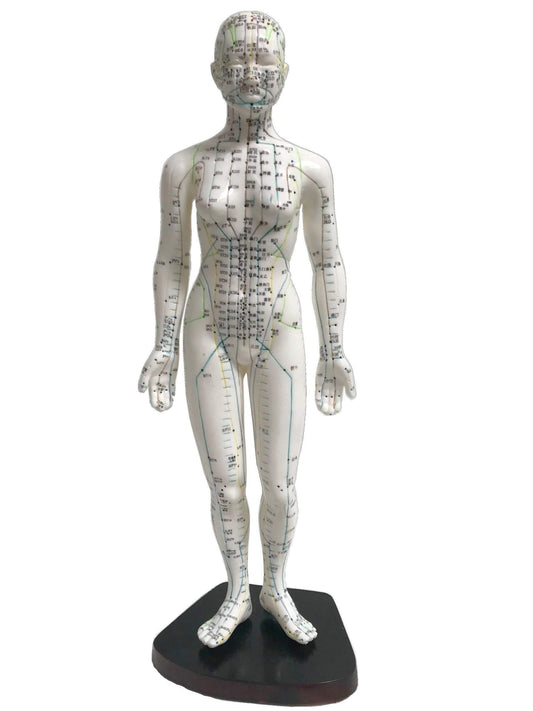 KS Female Acupuncture Model 19inch on stand for classroom demonstrations.
