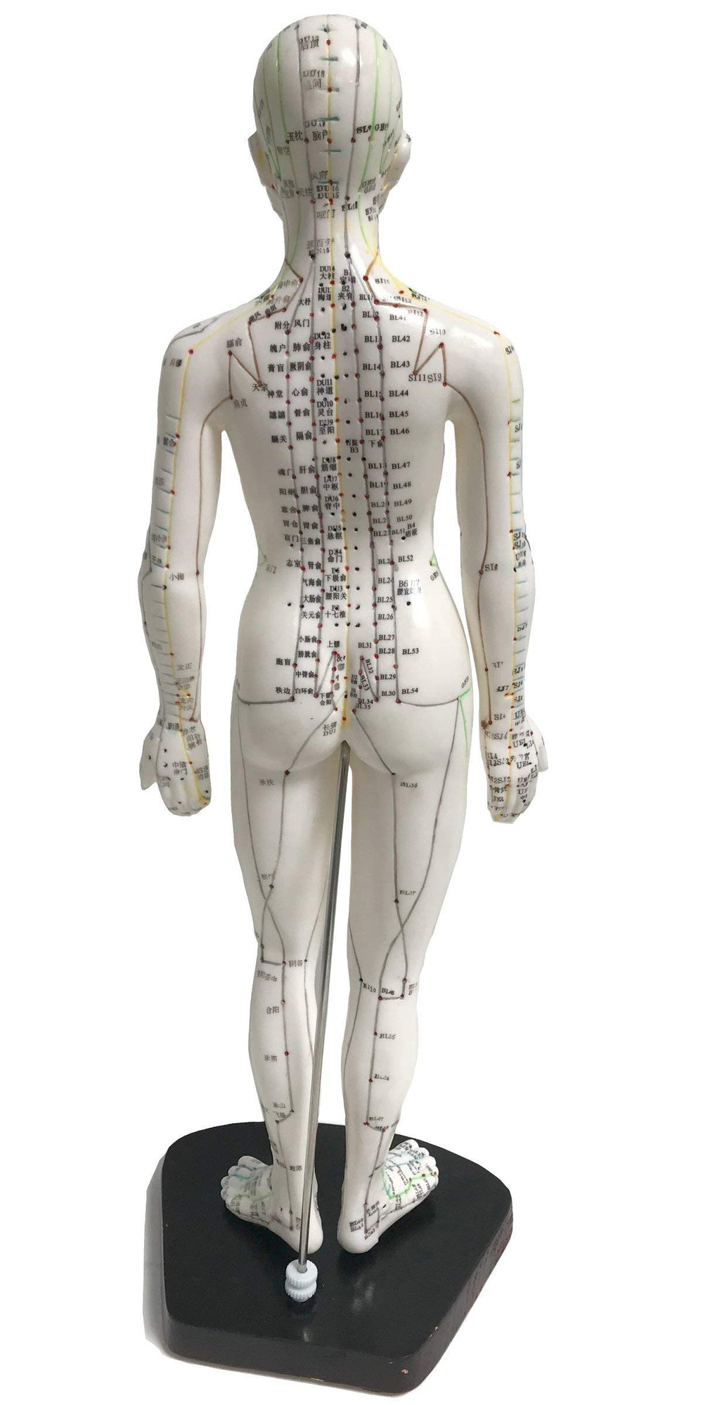 KS Female Acupuncture Model with Chinese and English points for bilingual learning.