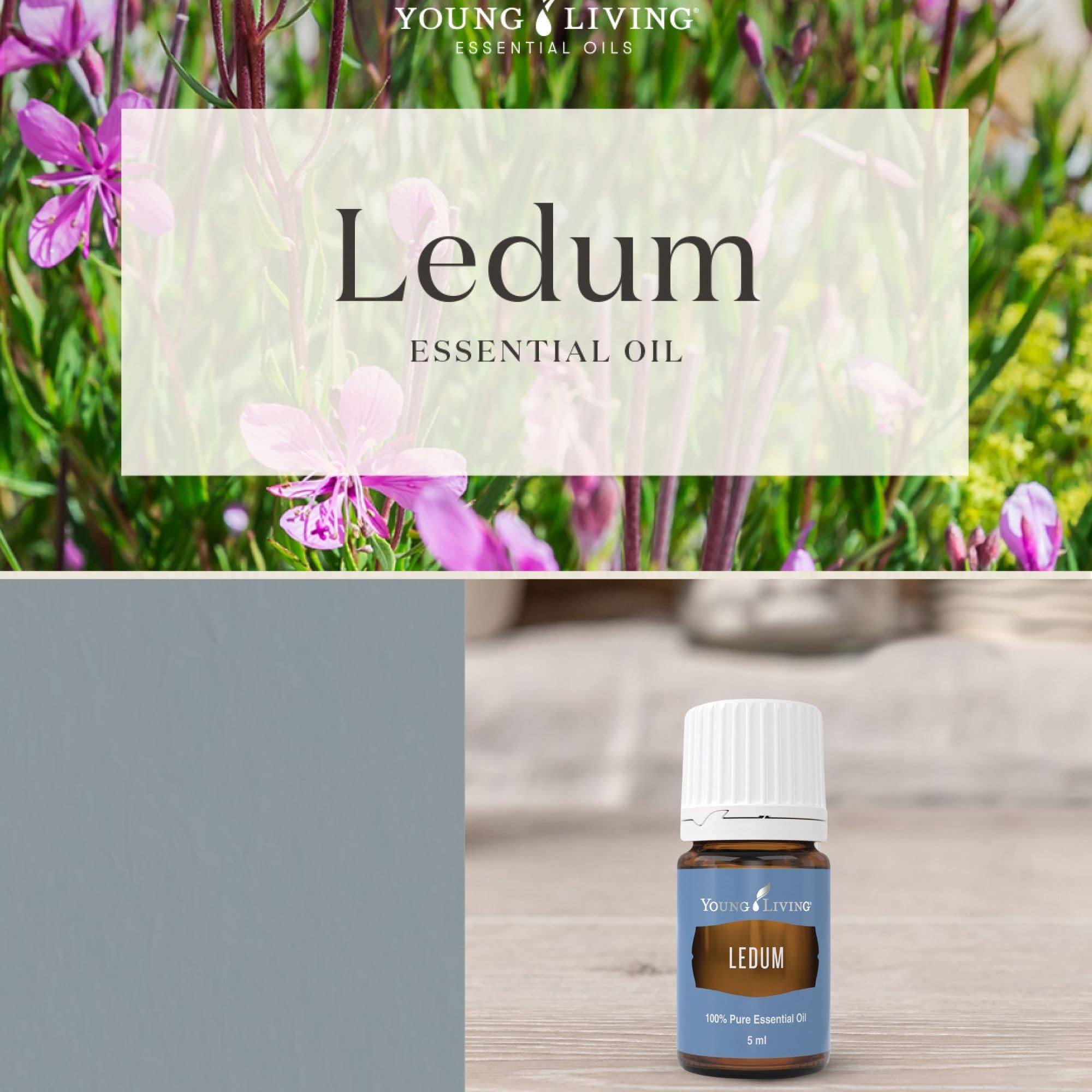 Ledum Premium Oil 5ml on altar inspires spiritual ritual and mindful intention