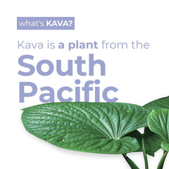 Leilo Kava Relaxation flavor profile with blackberry and orange notes.