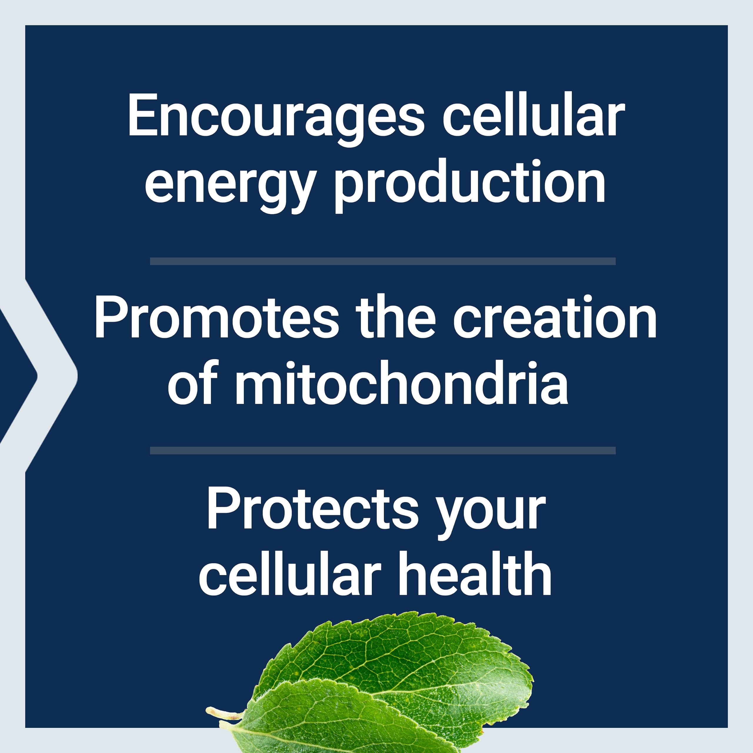 Taurine and B vitamins shown in Life Extension capsules for cellular resilience.