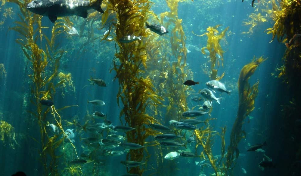 Illustration of Lifespan Energize Oyster Extract origin in Pacific waters