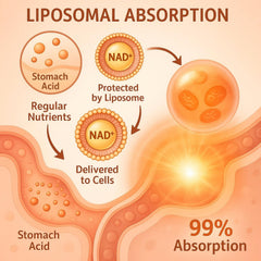 Ligusteri softgel capsules close-up, illustrating easy daily supplementation.