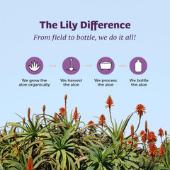 Lily Of The Desert digestive comfort scene with bottle and herbs