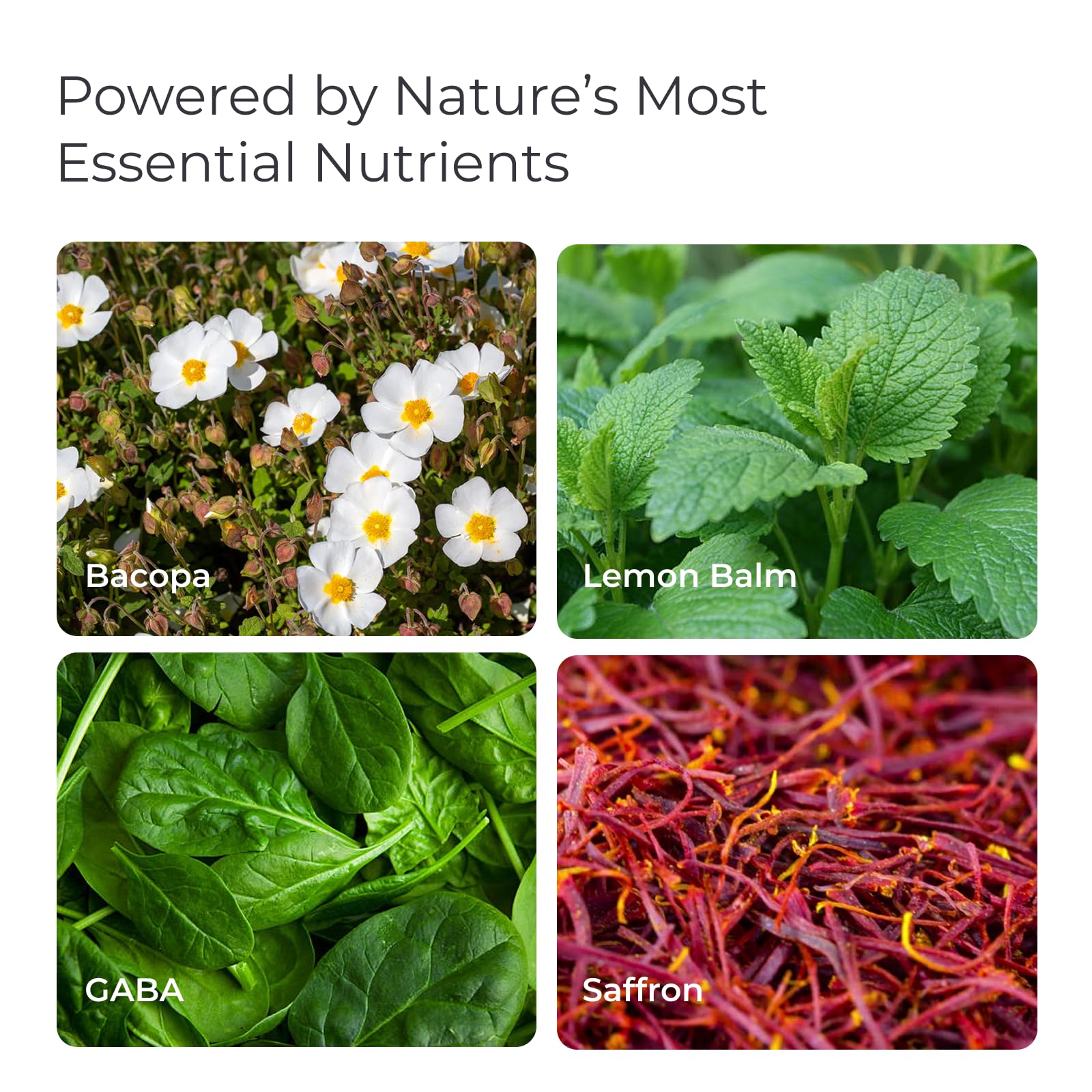 Livingood Daily Mood Support bottle displays calming botanicals for mood balance.