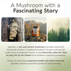Longevity Botanicals Agarikon powder used for immune support in daily routine