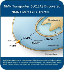MAAC10 NMN label detail emphasizing pharmaceutical-grade NMN