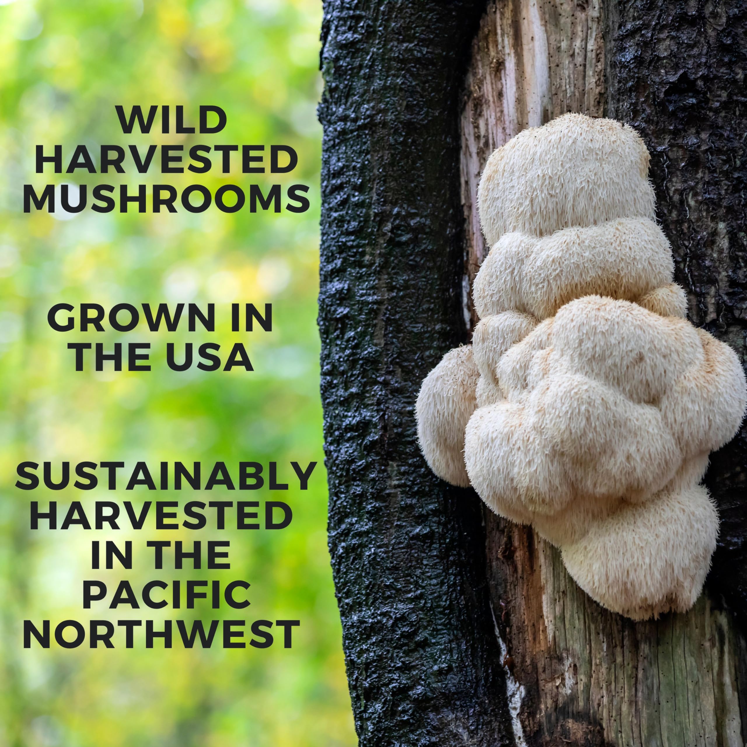 Label highlights USA wild-harvested mushrooms behind Manuka Mana branding.