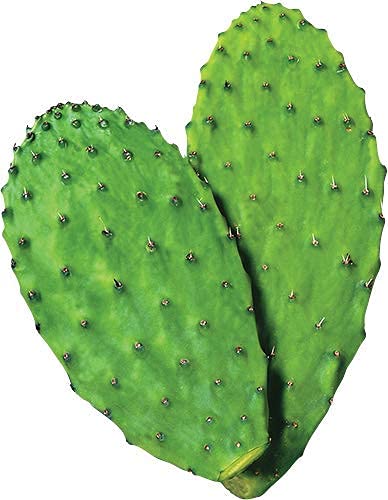 Maxx Herb Nopal Powder calcium boost for daily nutrition.