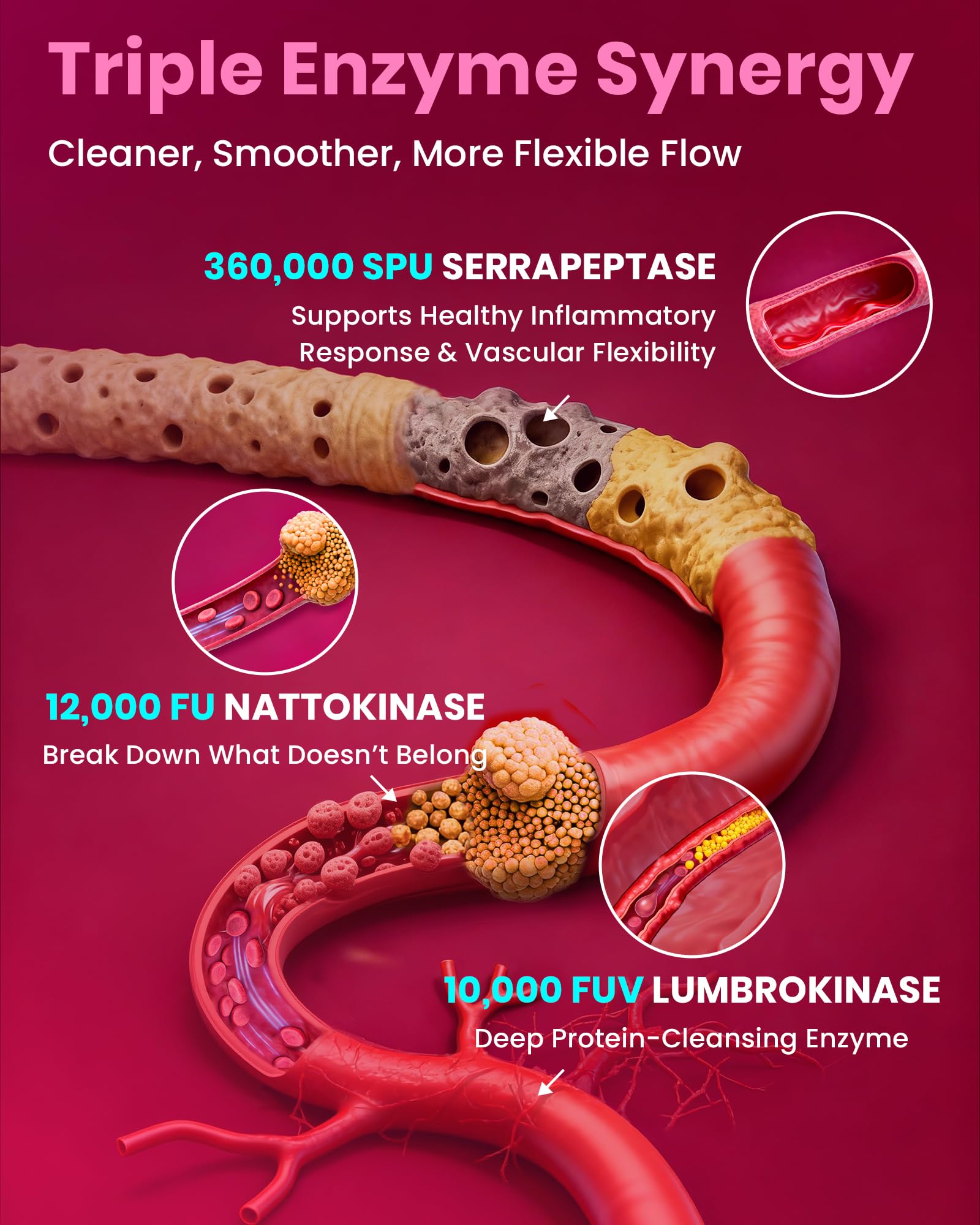 MEGNETA serrapeptase 360,000 SPU capsule highlighting enzyme synergy
