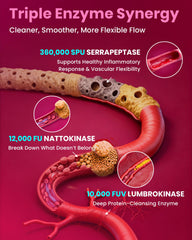 MEGNETA serrapeptase 360,000 SPU capsule highlighting enzyme synergy