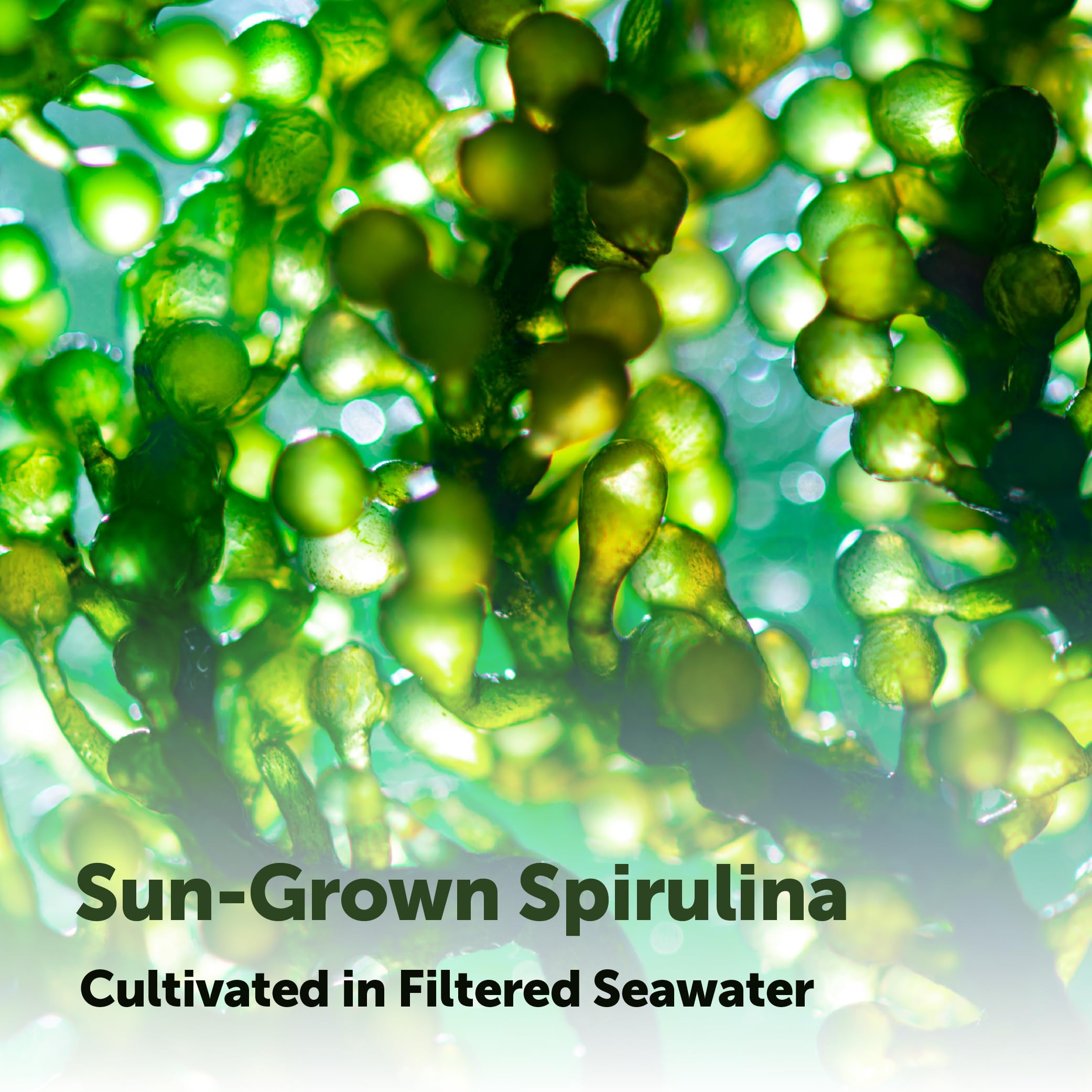 Micro Ingredients Spirulina no fillers label close-up shows purity