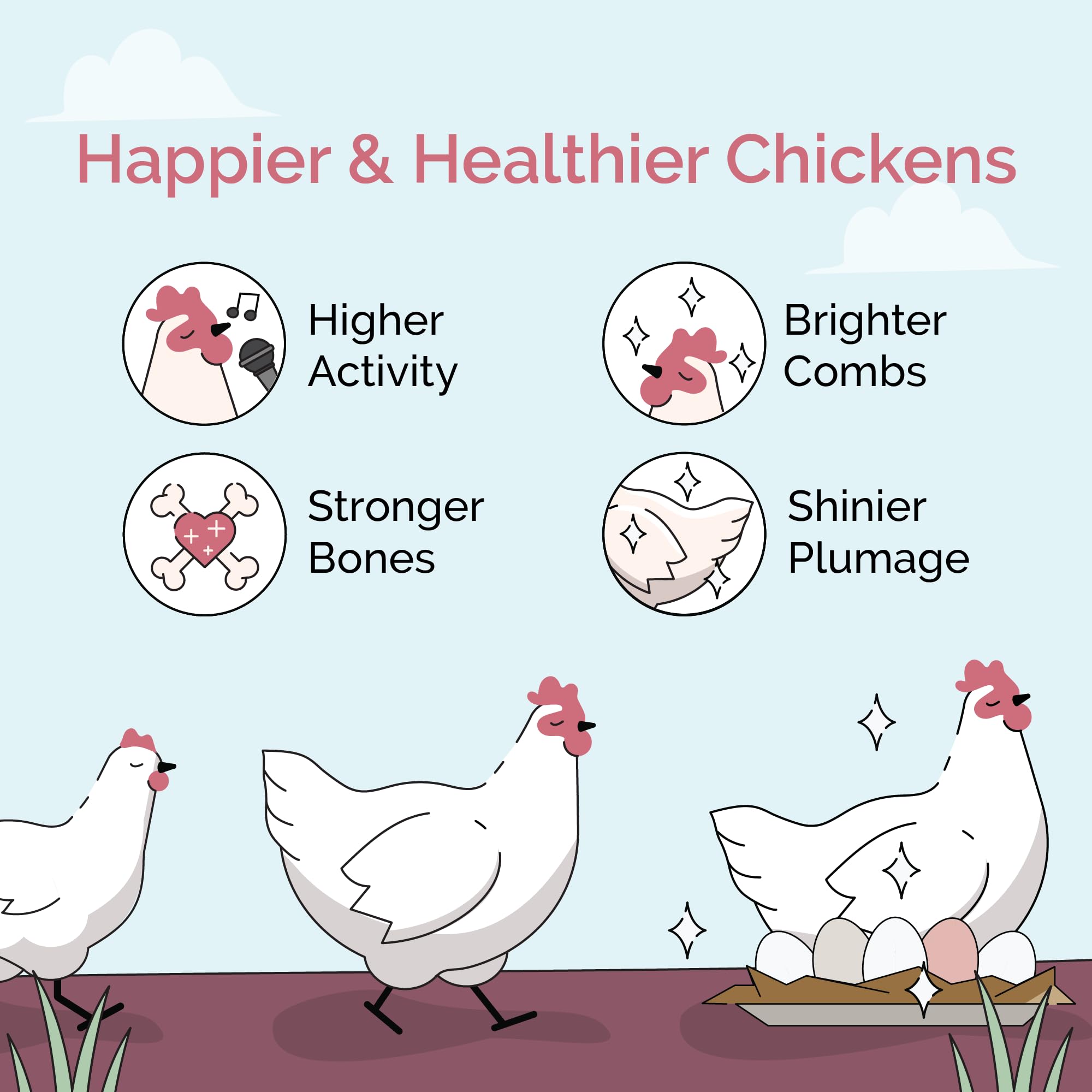 Chickens feeding on oyster shell for steady calcium intake