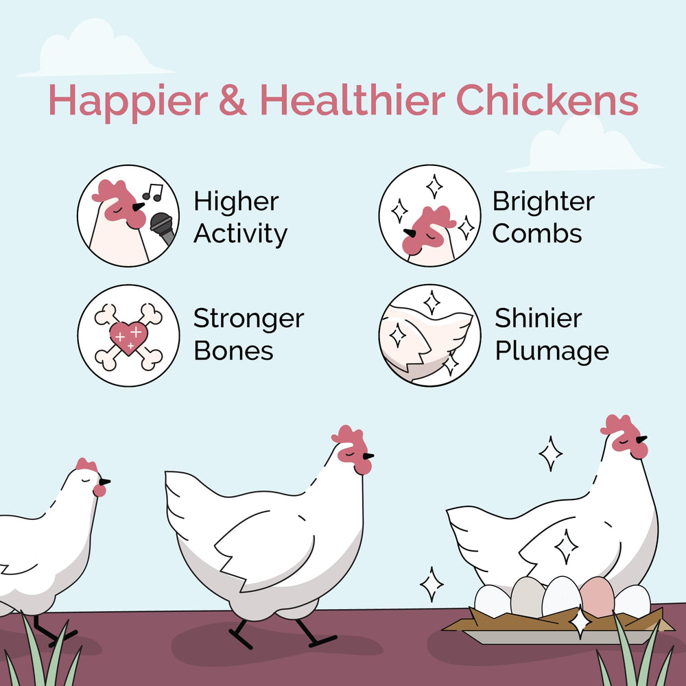 Chickens feeding on oyster shell for steady calcium intake