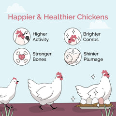 Chickens feeding on oyster shell for steady calcium intake