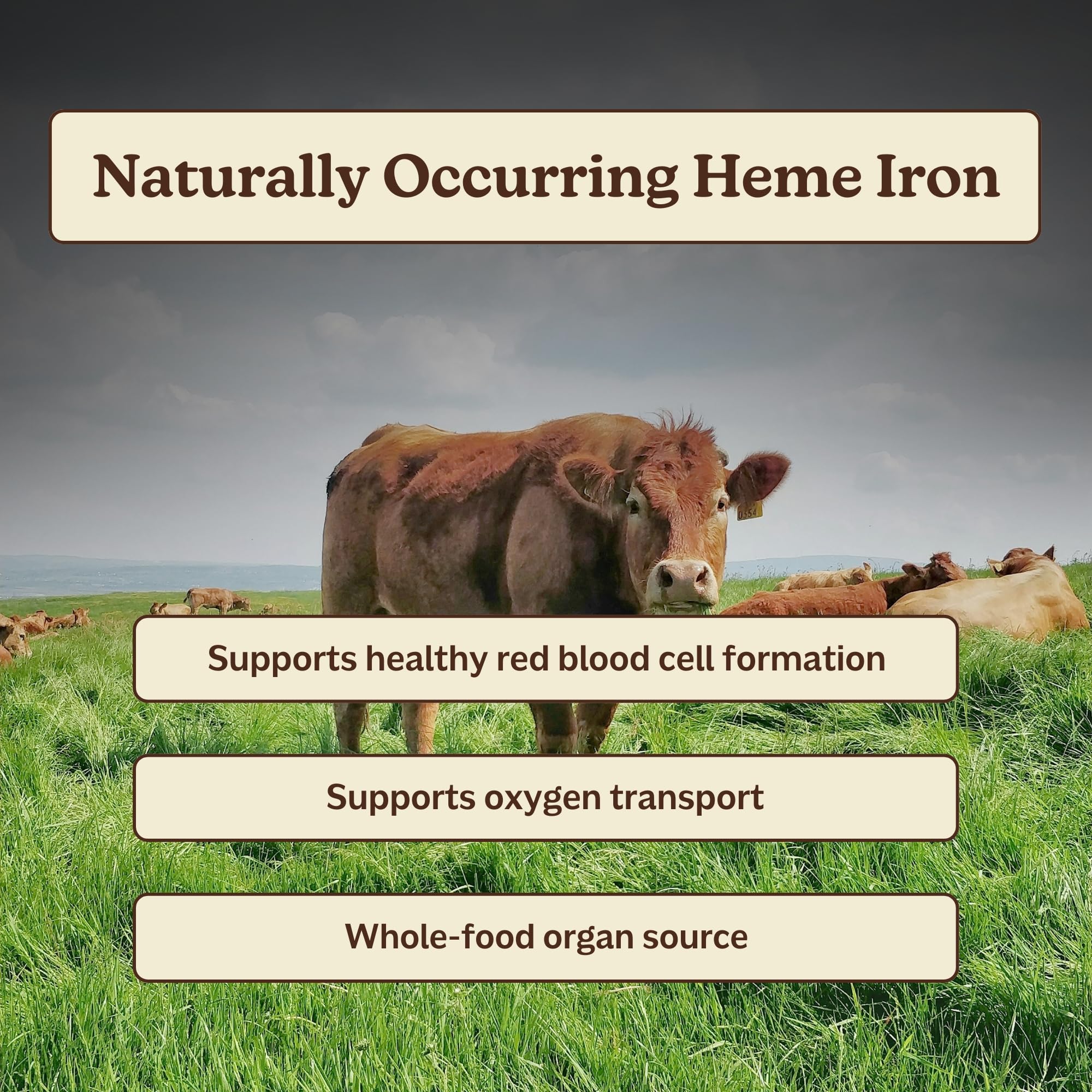MK Supplements Ironclad COA access packaging signals transparent batch testing and safety checks