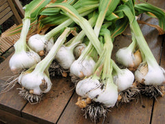 Morel Distribution Company Japanese Garlic bag 400-count cost-efficient option for large families