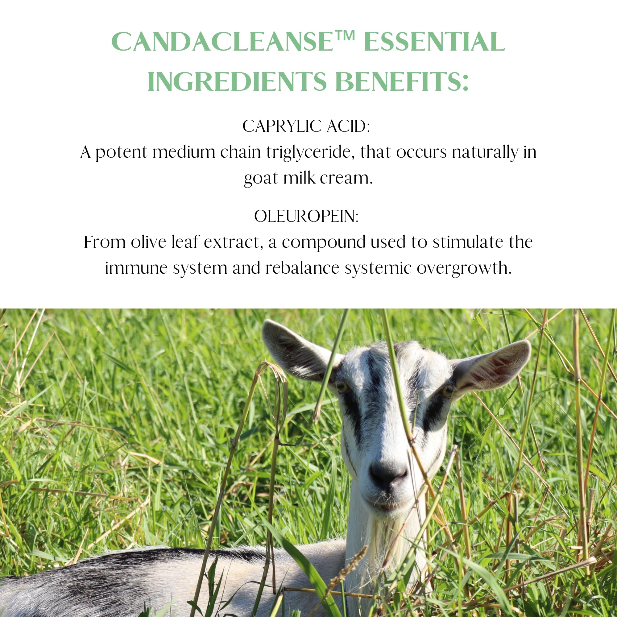 Enzyme blend label on Mt. Capra CandaCleanse highlighting digestion support