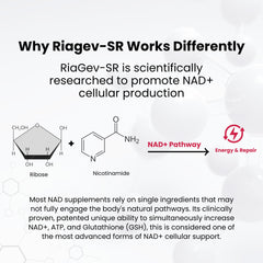 NAD Plus Revive+Immune energy-graph image shows NAD boost and antioxidant potential.