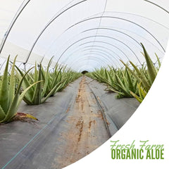 Naturae Aloe Vera juice with elderberry ready for daily routine and digestive comfort.