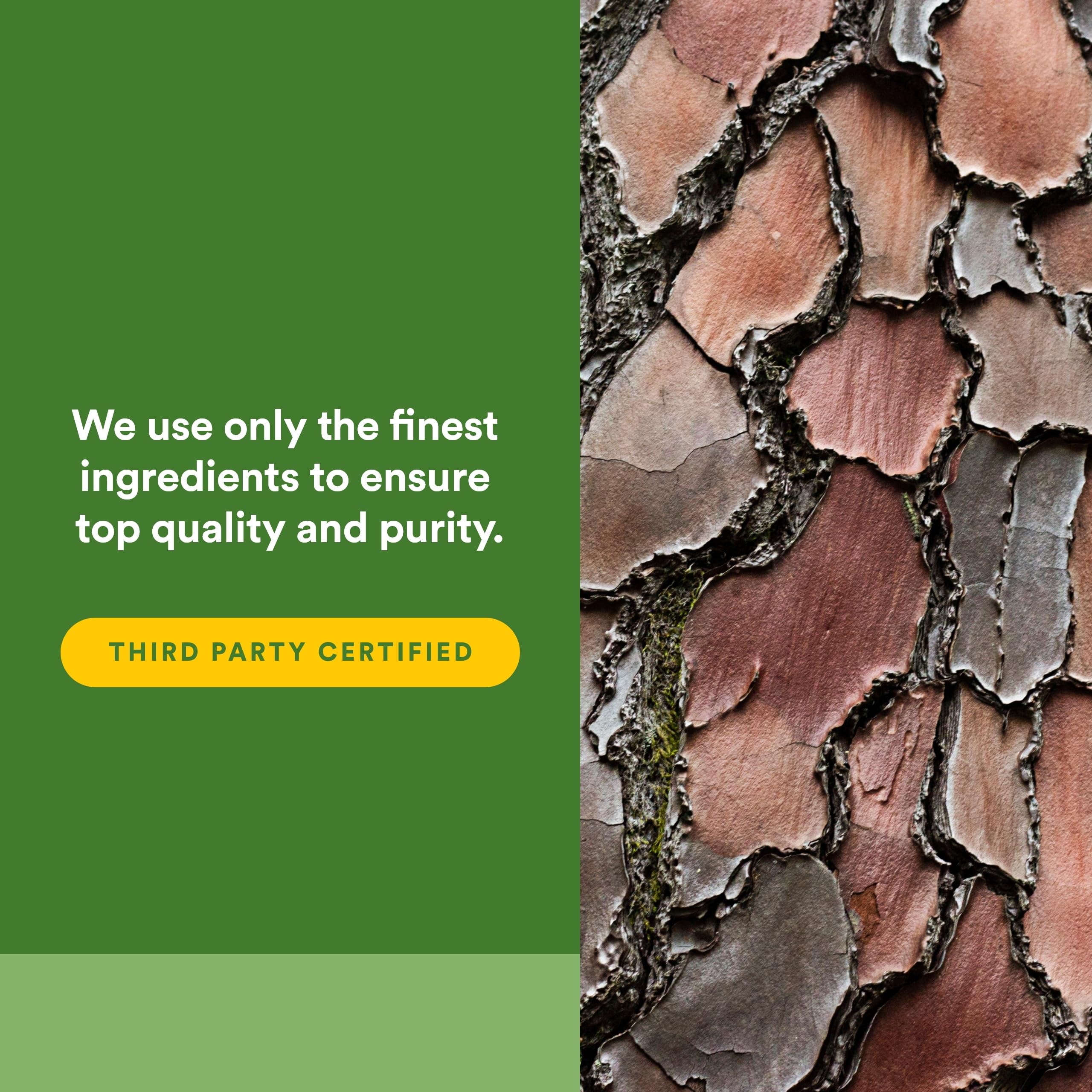 Natural Factors Pycnogenol forest origin from Les Landes de Gascogne for purity