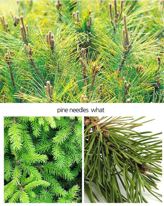 Natural Herbs pine needle extract powder texture—aromatic blends and cooking uses