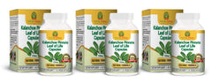 Nature Herbal Life bottle-front showing Kalanchoe Pinnata capsules for daily wellness