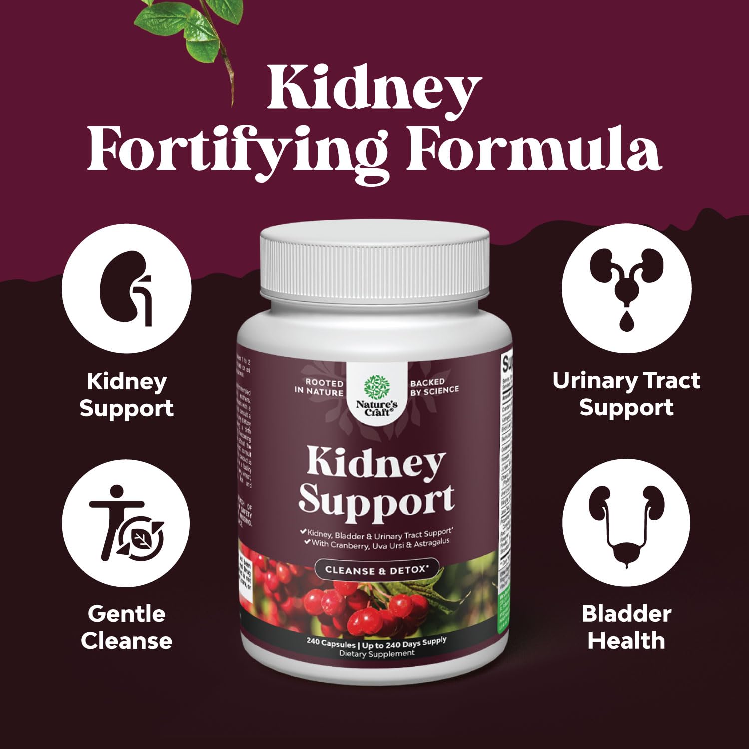 Natures Craft Astragalus capsules, showcasing natural kidney support ingredients.