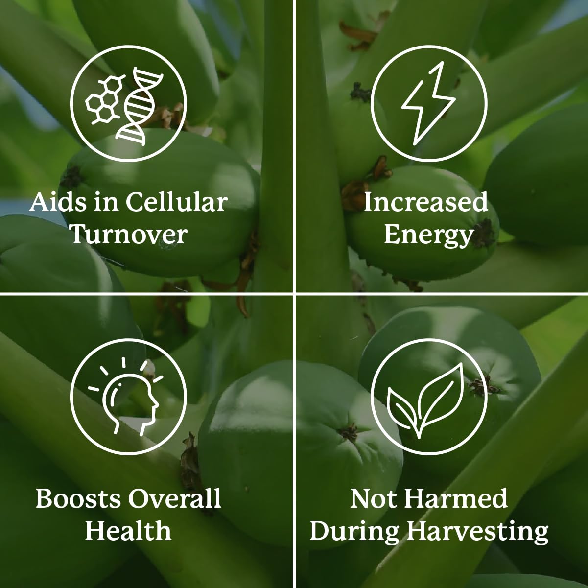 Nature's Sunshine Paw Paw Cell-Reg dosage panel indicating easy daily use.