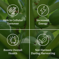 Nature's Sunshine Paw Paw Cell-Reg dosage panel indicating easy daily use.