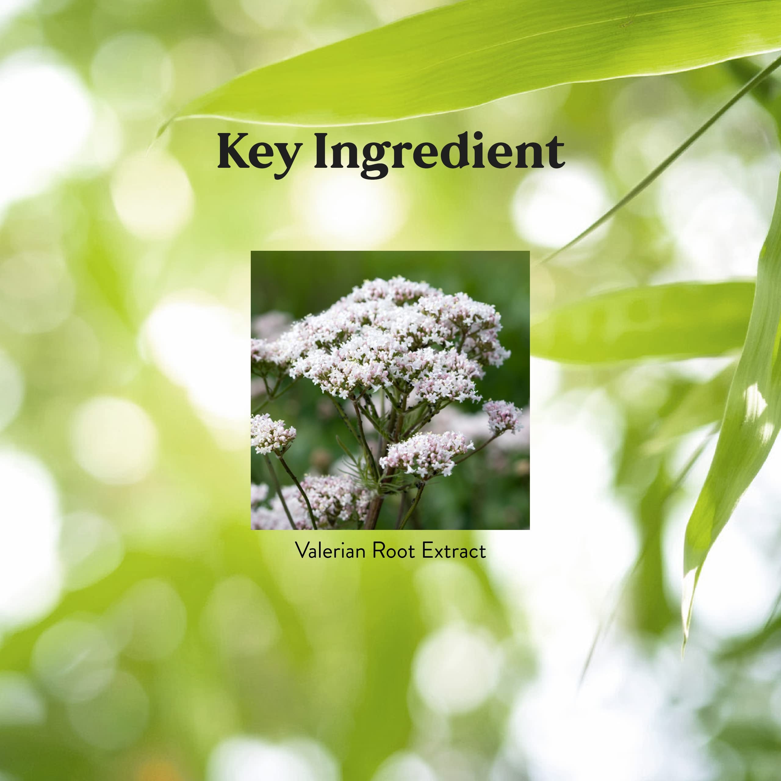 Nature's Sunshine Valerian Root ingredients panel highlights standardized valerenic acids for calming effects.