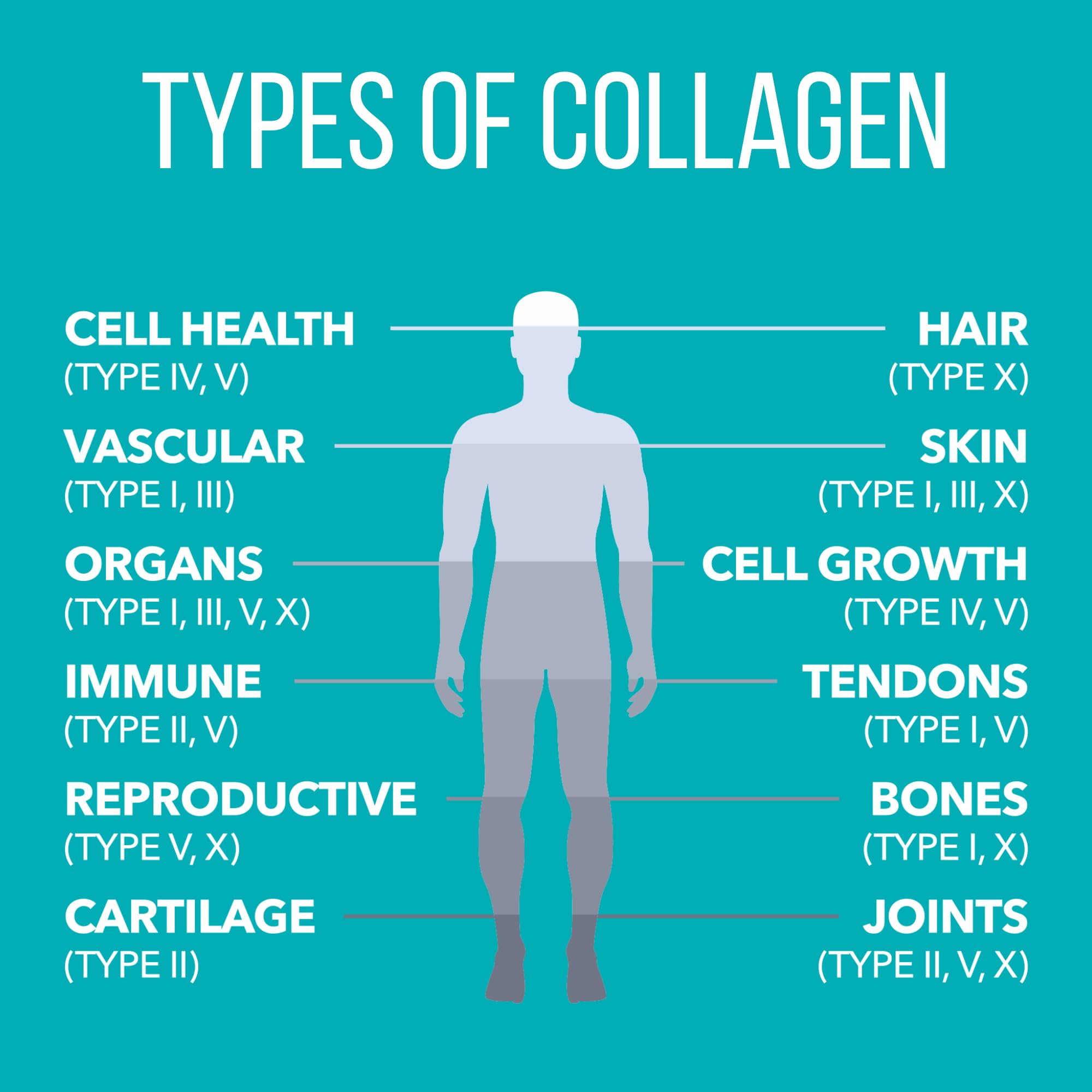 Hydrolyzed collagen with enzymes optimizes absorption