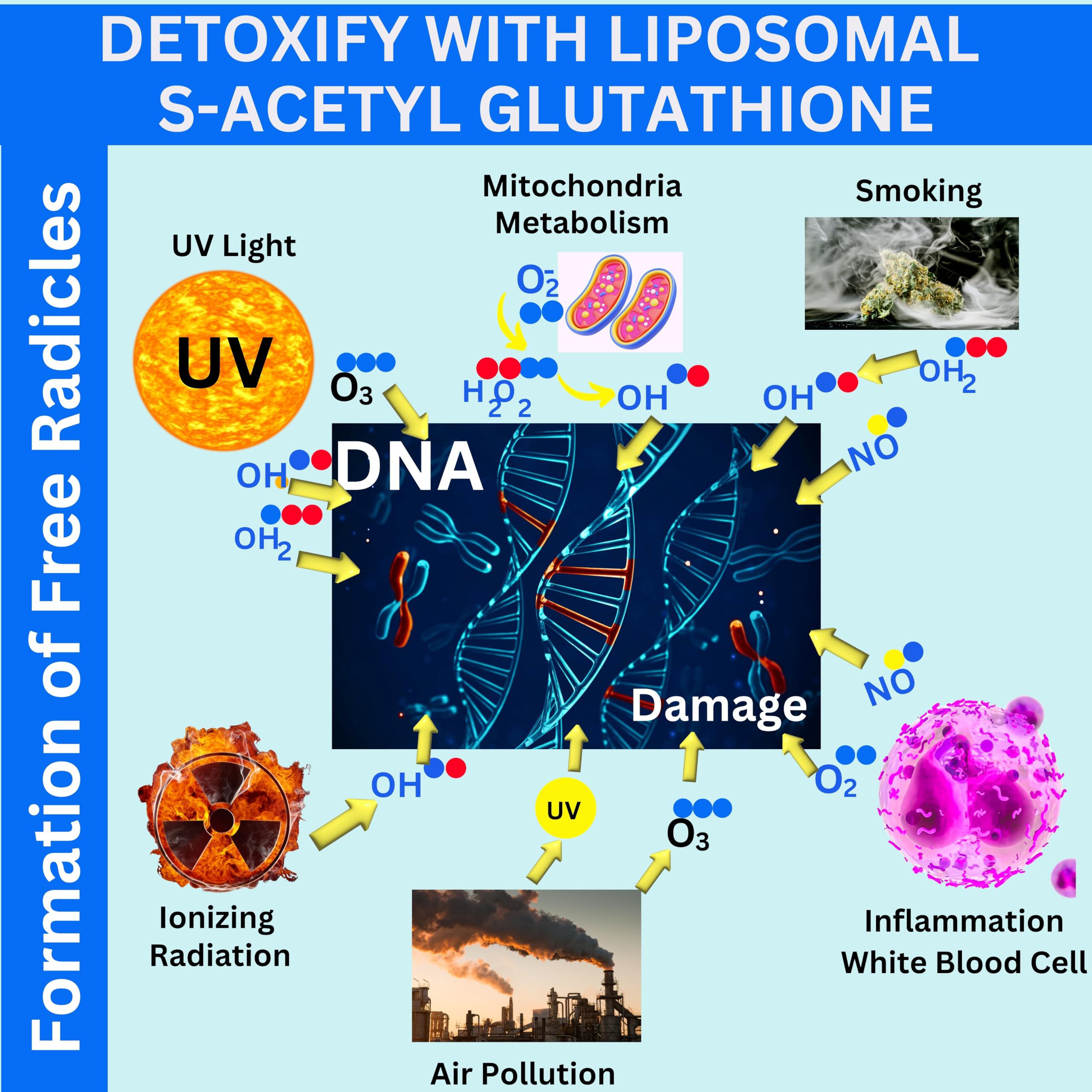 Nikoni liposomal delivery technology diagram illustrating absorption.