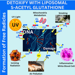 Nikoni liposomal delivery technology diagram illustrating absorption.