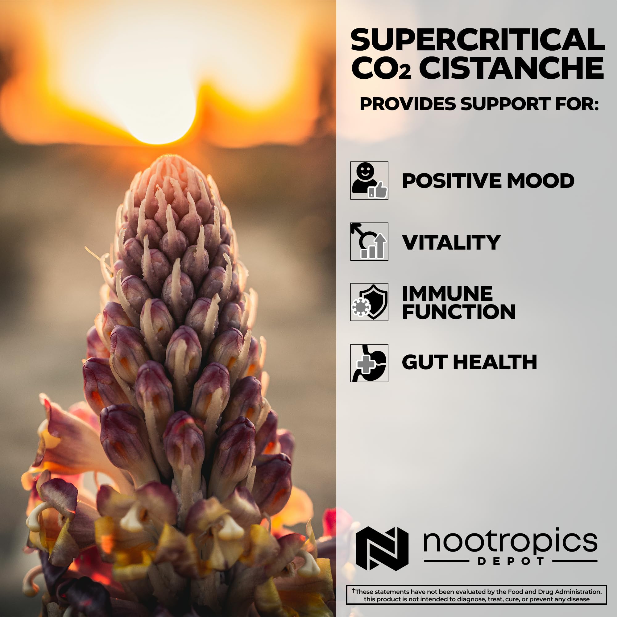 Nootropics Depot Cistanche capsules pouring show easy dosing for focus and vitality.