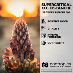 Nootropics Depot Cistanche capsules pouring show easy dosing for focus and vitality.