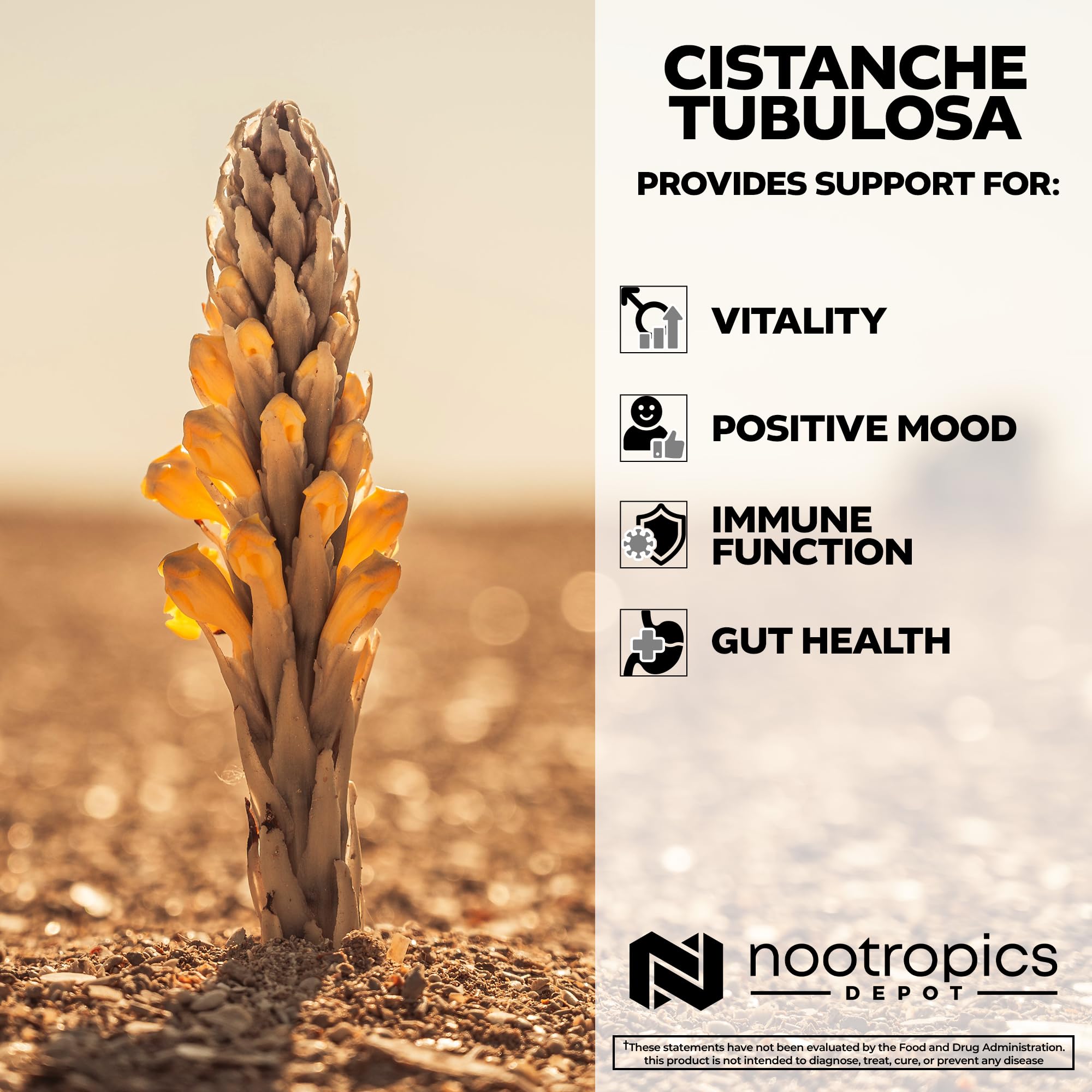 Nootropics Depot bottle with glass shows daily energy support use.