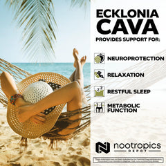 Nootropics Depot Dieckol-rich phlorotannins showcased for brain support potential.