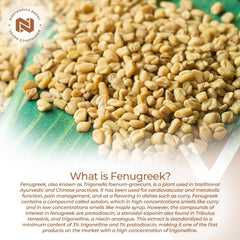 Nootropics Depot fenugreek extract capsules closeup emphasizes capsule texture and potency.