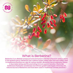 Nootropics Depot berberine HCL plus silymarin label close up with ingredients