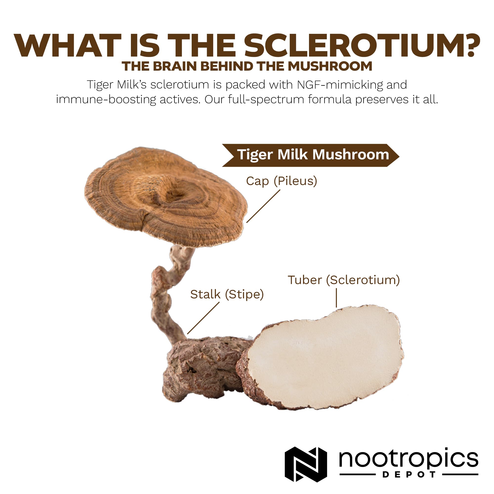Nootropics Depot Lignosus rhinocerus sclerotium visual indicating respiratory support potential