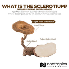 Nootropics Depot Lignosus rhinocerus sclerotium visual indicating respiratory support potential