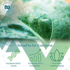 Nootropics Depot NADH + Chlorella label closeup shows ingredients and potency.