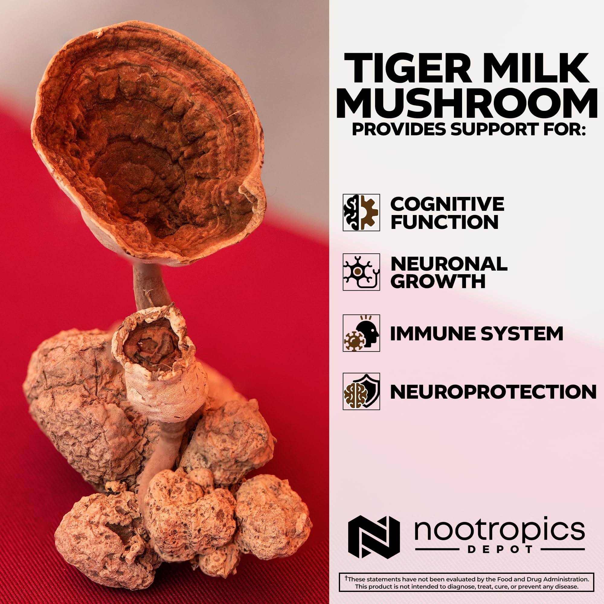 Nootropics Depot Tiger Milk Mushroom 180-count bottle for consistent daily use