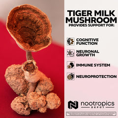 Nootropics Depot Tiger Milk Mushroom 180-count bottle for consistent daily use