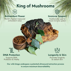 Nordic Organic Chaga forest harvest highlights wild Arctic sourcing from pristine birch forests