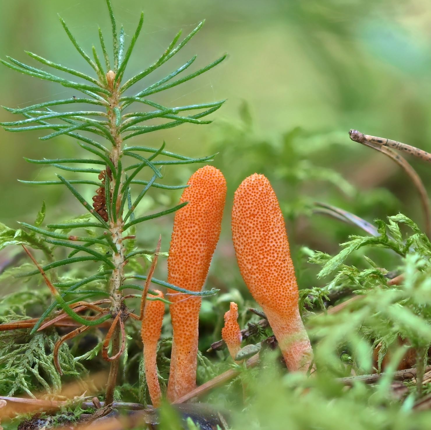 Ethically sourced fruiting bodies from high elevations.